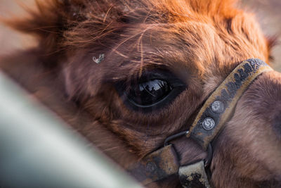 Llama eye close-up