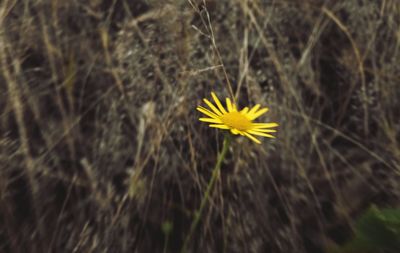 Close-up of yellow flowering plant