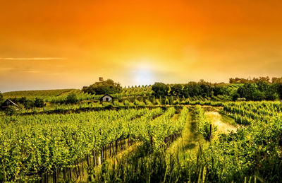 Crops growing on field against sky during sunset