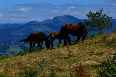 Horses on a field