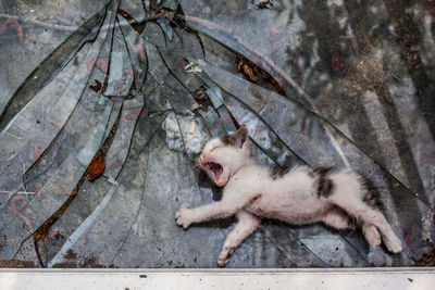 Yawning kitten on broken glass