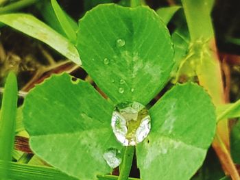 Close-up of wet plant