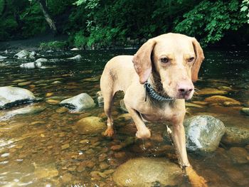 Brown dog in stream