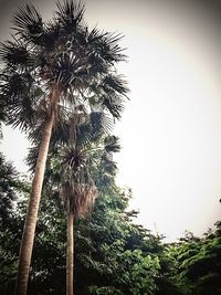 Low angle view of palm trees against sky