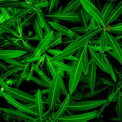 Full frame shot of green plants