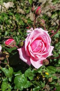 Close-up of pink rose