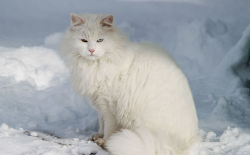 A domestic white cat with multicolored eyes sits in the snow