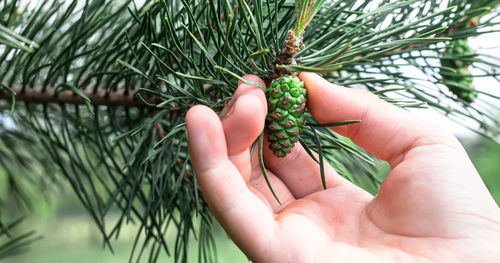 Cropped hand holding plant