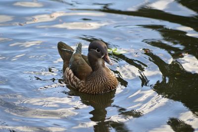 Mandarin duck swimming in a pond