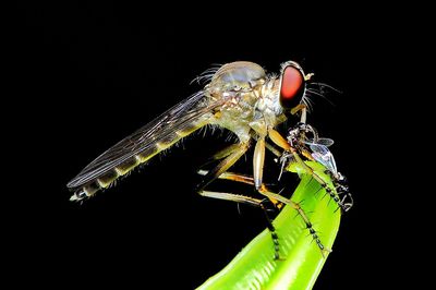 Close-up of damselfly over black background