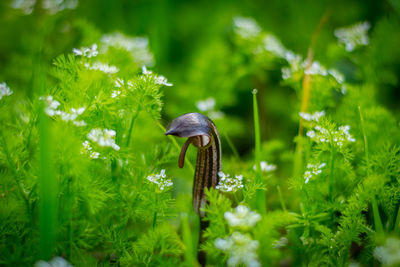 Funny plant with a tongue