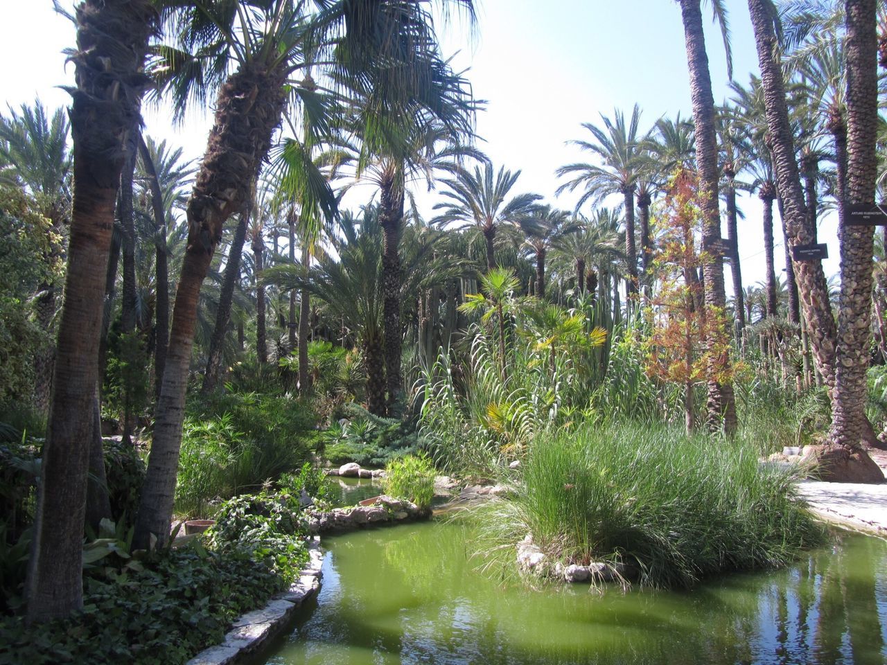 tree, water, tranquility, growth, waterfront, tranquil scene, reflection, nature, beauty in nature, scenics, palm tree, lake, green color, plant, river, idyllic, pond, day, clear sky, sky