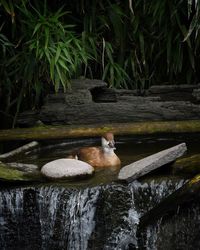 Man lying in water