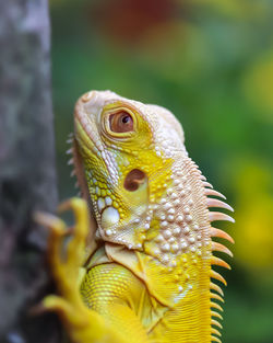 Close-up of an iguana