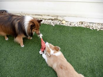 Shetland sheepdog playing with corgi dog puppy in the garden