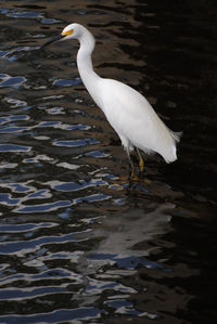 Bird flying over lake