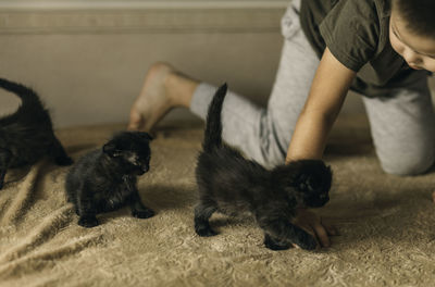 Little boy and black kittens. kids play with pets. children and domestic animals. without allergies
