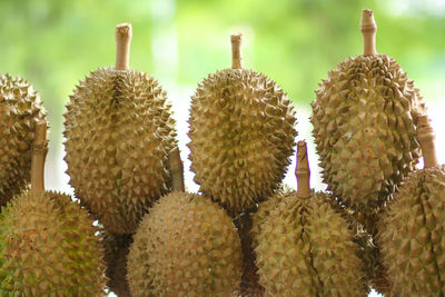 Close-up of cactus