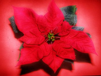 Close-up of red flower