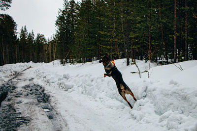 Dog on snow covered land