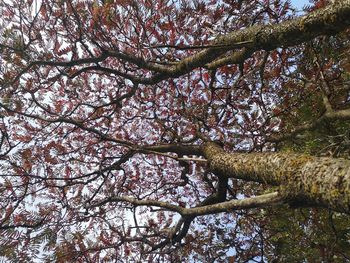 Low angle view of flowering tree against sky