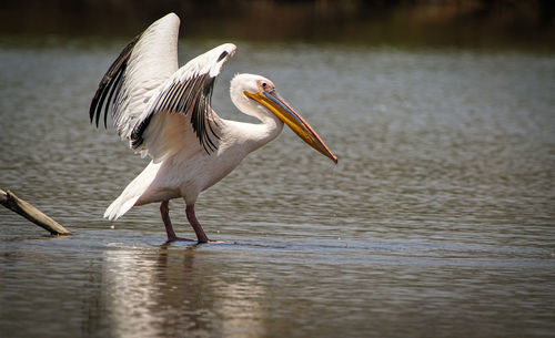 Bird in lake