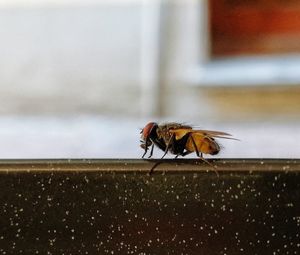 Close-up of insect against sky