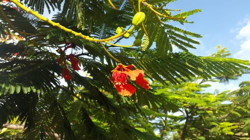 Low angle view of tree