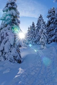 Sun shining over snow covered trees against sky