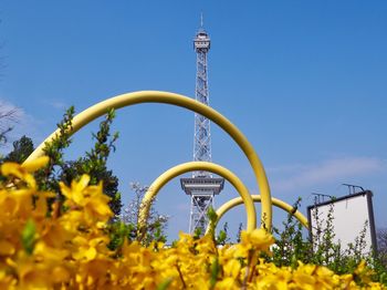 Low angle view of yellow flowering plants against blue sky