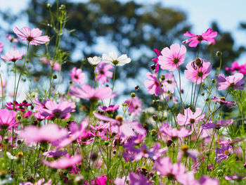 Close-up of pink flowers growing in park