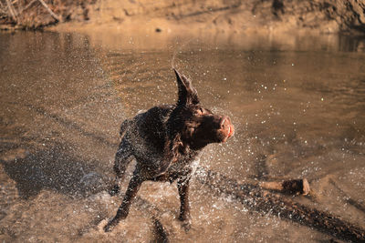 Dog running in lake