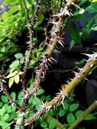 Close-up of caterpillar on plant