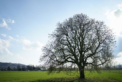 Tree on field against sky