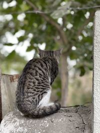 Cat sitting on retaining wall