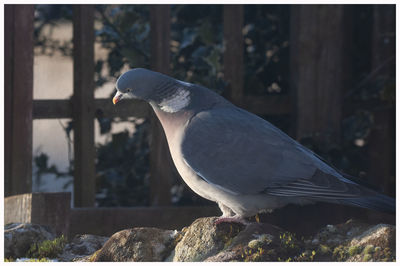 Close-up of seagull perching on rock