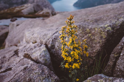 Yellow flowers amidst rocks with fjords view