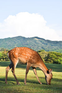 Side view of horse on field against sky