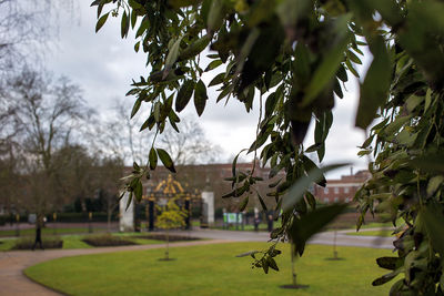 Trees growing in lawn against cloudy sky