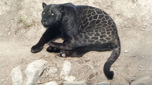 Cat lying on ground