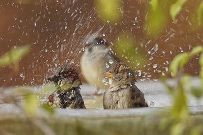 Close-up of birds in water