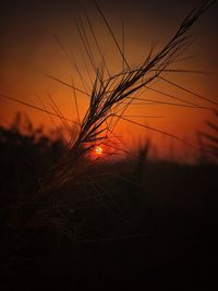 Silhouette of wheat field at sunset