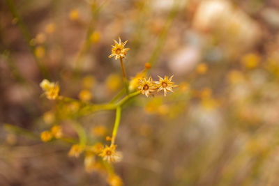 Close-up of yellow flowering plant
