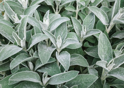 Full frame shot of green plants