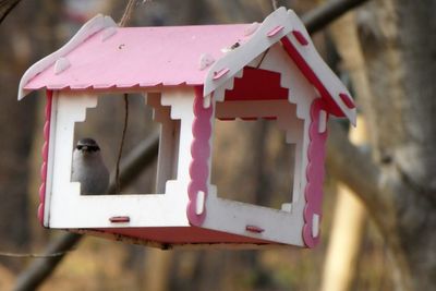 Close-up of birdhouse on wood