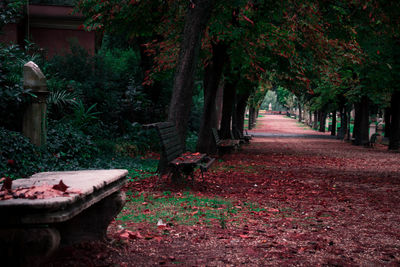 Footpath amidst plants in park