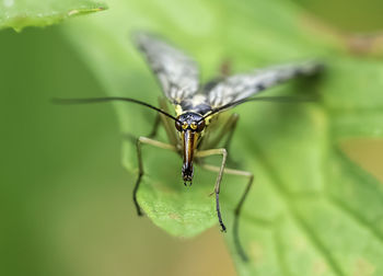 Close-up of insect
