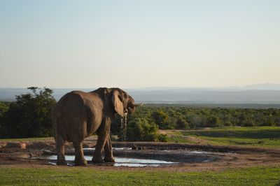 African elephant in pond at addo elephant national park