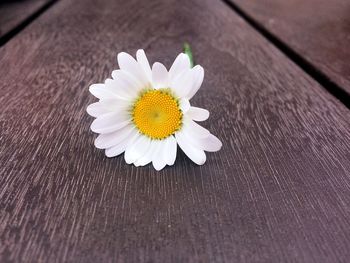 Close-up of flower on table