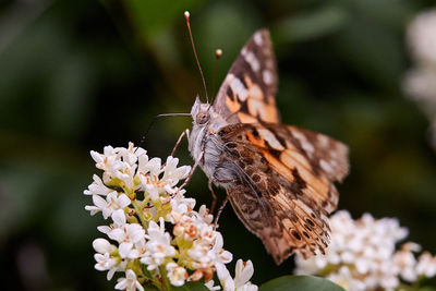 Close-up of butterfly pollinating on flower